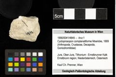 Foto (Objekt + Etiketten) von Cycloprosopon complanatiforme (Moericke, 1889) 